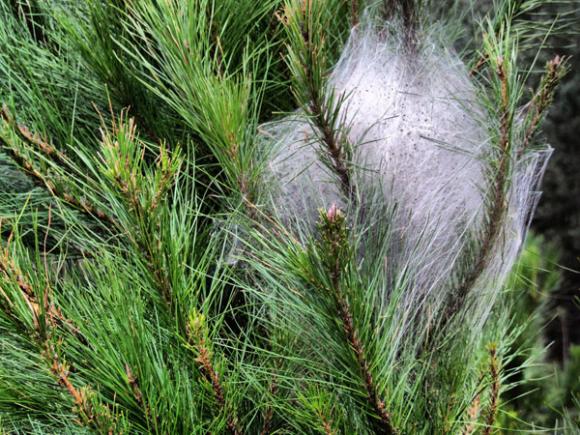 Plagas: Procesionaria.