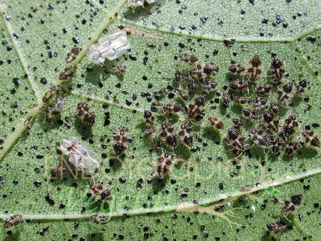 Plagas: Tigre de plátanos.