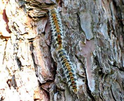 La Oruga Procesionaria de los pinos.
