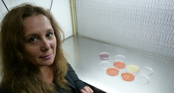 Investigadores Argentinos desarrollan bioinoculantes para resistir enfermedades