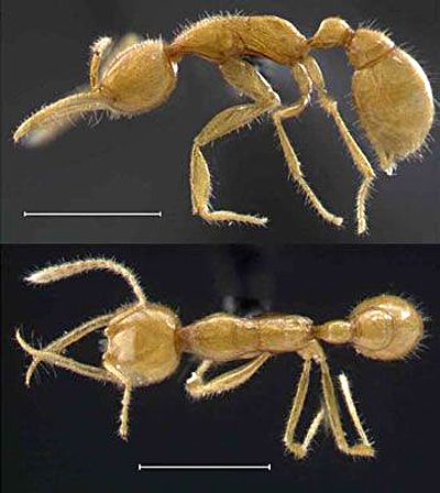 ¿Hormigas de Marte? 
