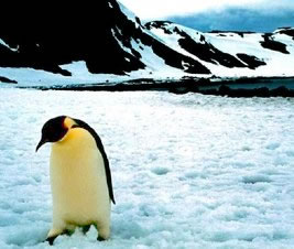 El hielo de la Antártida es más inestable de lo que se pensaba.