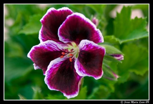 Plantas y flores 