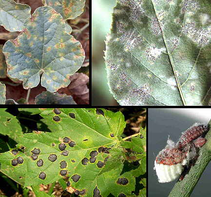 Cómo combatir  plagas que atacan nuestras plantas
