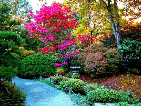 Flores de verano, jardín colorido
