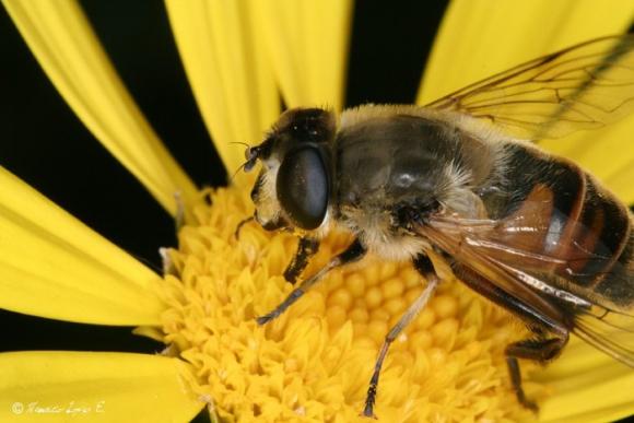 Las fantasías de una abeja