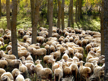 Reducir otros gases de efecto invernadero diferentes al CO2 ralentizaría el cambio climático.