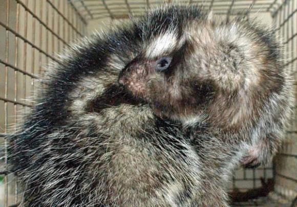 ¿Sabías que una especie de rata se unta veneno para defenderse?