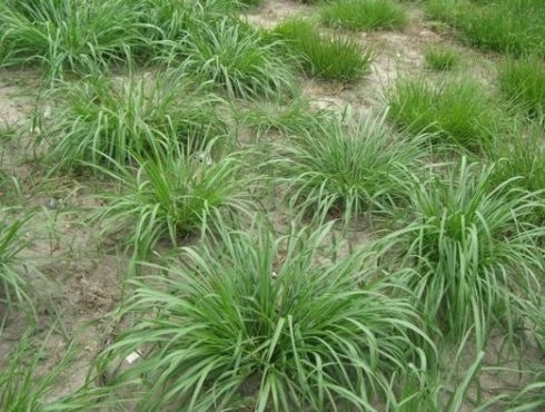 Investigadores Argentinos mejoran las pasturas genéticamente