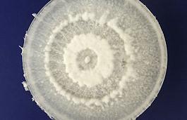 Estudiantes descubren un hongo que degrada plástico