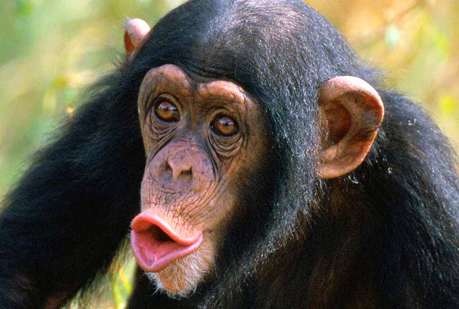 Los chimpancés son generosos.