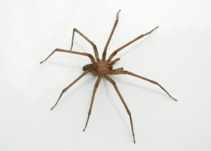 Producirán en la Argentina suero contra una araña mortal