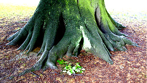 Raíces más profundas contra el cambio climático