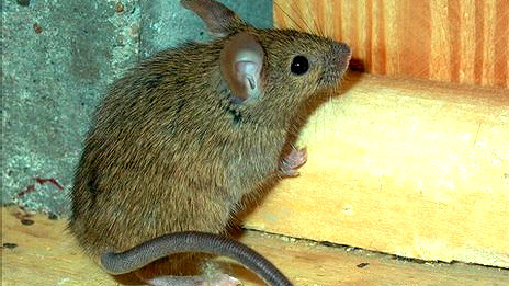 ¨Superratones¨ europeos tienen resistencia a venenos comunes  