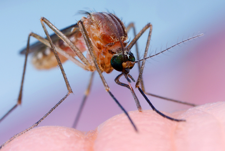 ¿Por qué a algunas personas les pican más los mosquitos que a otras?