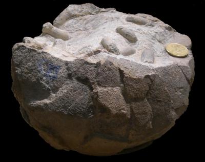 Científicos Argentinos descubren la primera evidencia de capullos de insectos en un huevo de dinosaurio
