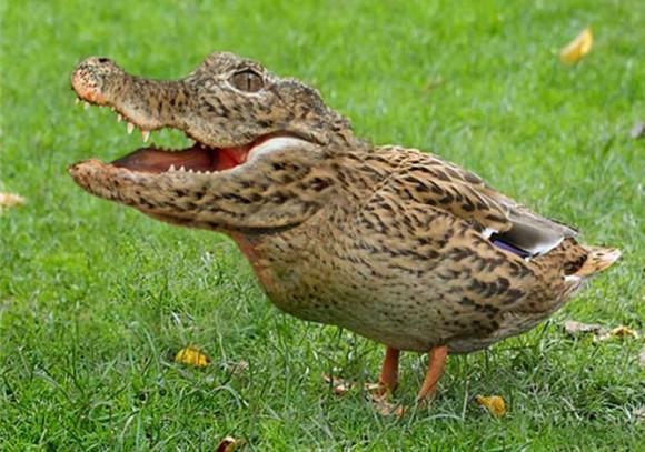 Científicos crean pollos con hocico de cocodrilo.