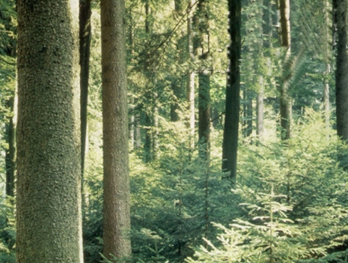 Científicos Argentinos descubrieron que el sol es el principal encargado de descomponer las hojas que caen de las plantas sobre el suelo