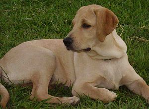 Perros podrían detectar el cáncer de pulmón.
