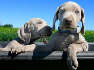 Un collar con GPS para evitar la pérdida de mascotas.