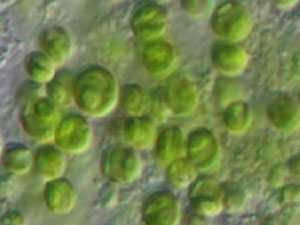 Microalgas, el futuro de los biocombustibles.