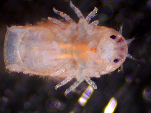 Las termitas del mar fabrican biocombustibles.