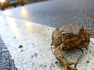 Animales y plantas responden cada vez más rápido al cambio climático.