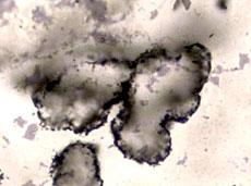 Hallan rastros de vida en la Tierra hace 3.400 millones de años  