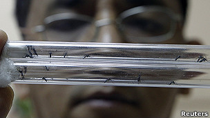 El dengue se enfrenta a su peor enemigo 