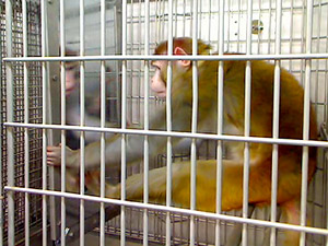 ¿Se reconocen los monos cuando se miran en el espejo?