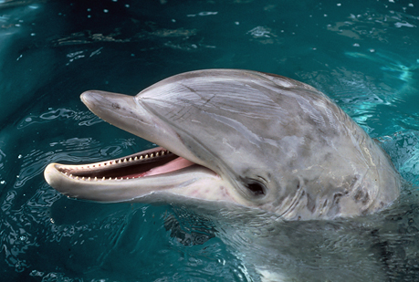  Los delfines usan conchas como redes para pescar.