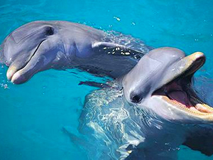 Los delfines ayudarán a entender enfermedades humanas.
