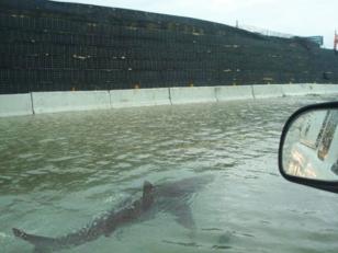 Tiburones en una carretera tras el paso del huracán Irene.