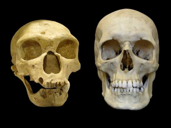Cruza con neandertales hizo más fuerte al homo sapiens.
