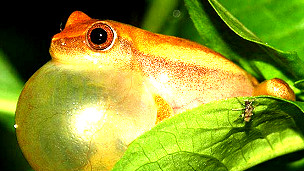 Posible control biológico del hongo que diezma a los anfibios  