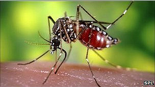 La enigmática desaparición de los mosquitos de la malaria