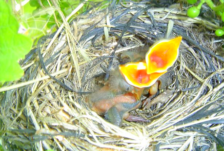 Las crías que exigen comida con mayor insistencia crecen menos.