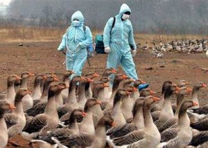 Una nueva cepa de gripe aviaria se propaga en Asia
