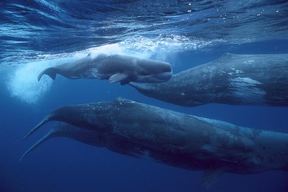 Fósiles de cachalote de 12 millones de años será exhibido en Perú.