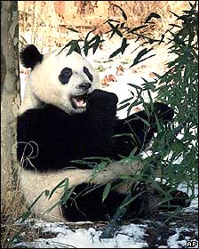 Las heces de los osos panda podrían revolucionar los biocombustibles