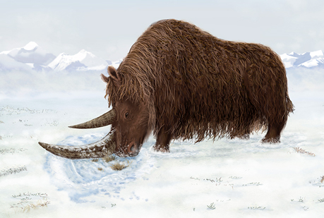 Hallan restos de un gigantesco rinoceronte lanudo en el Himalaya.