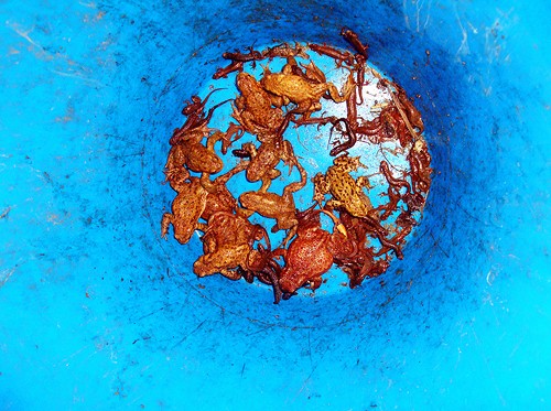 Concurso de fotografía ecológica BES.