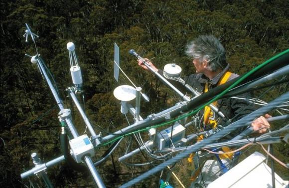 Los bosques del mundo absorben un tercio del carbono que emitimos a la atmósfera.