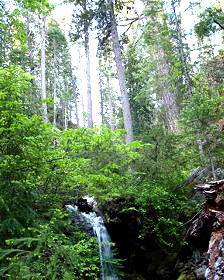 Los árboles también se alimentan de las rocas