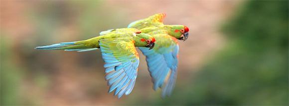 De la caza al ecoturismo: Bolivia salvó a una especie en peligro crítico