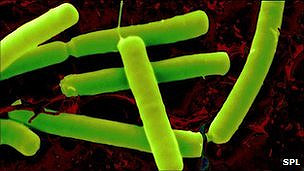 Bacteria del suelo para combatir el cáncer