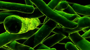 Crean bacteria para producir vacuna contra la tuberculosis