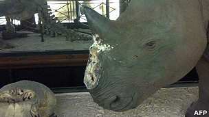 Un museo engaña a sus ladrones