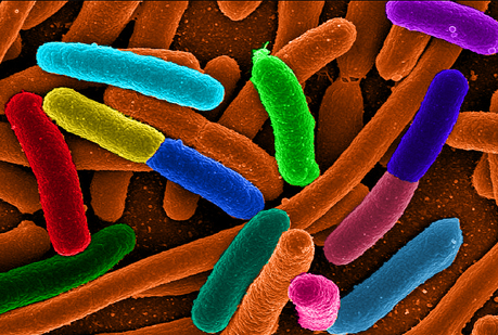 Hologramas para identificar bacterias.