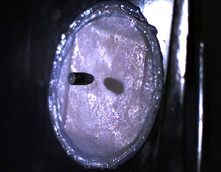 Piel de telaraña a prueba de balas.